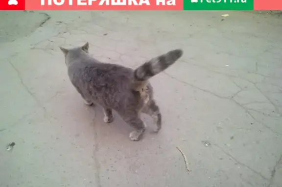Найден домашний кот на ул. Пионерская 13, Волжский