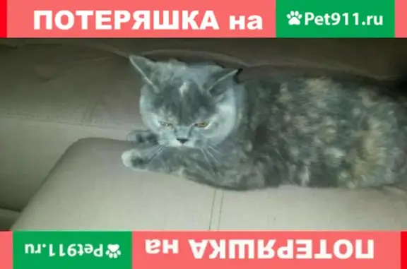 Найдена кошка в Кетово на Уральской 17А