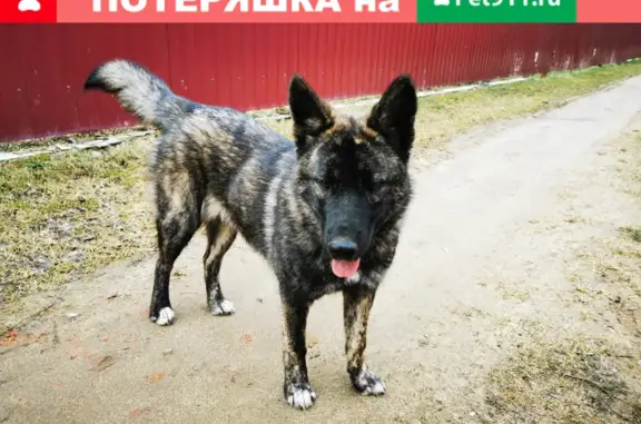 Пропала собака в лесу Стромыни, МО