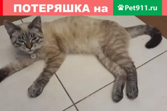 Найден котик с ошейником в Октябрьском