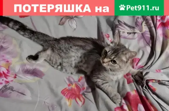 Найдена травмированная кошка возле храма на Советской, 78