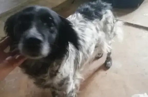 Найденные животные Липецк, фото: Собака найдена в садах Металлург-1, Липецк