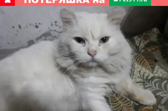 Кот с раной на лапе найден на ул. Кул Гали, 12, Казань