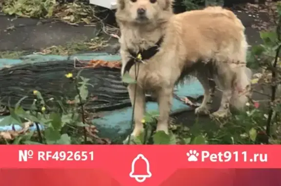 Найдена собака на улице Борисовские Пруды, Москва