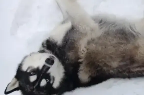 Собаки потеряшки, Нижний Новгород, фото: Потеряшка хаски кобель в Богородском рне, Шумилово-Берёзовка.