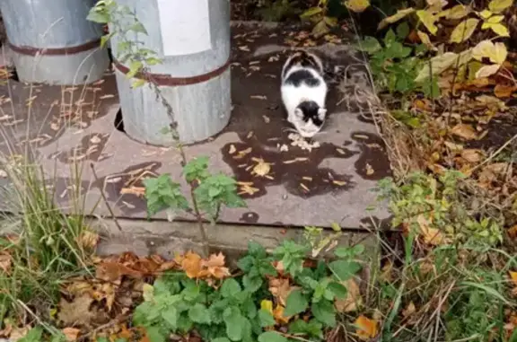 Найдена домашняя кошка в Щербинки-2, Нижний Новгород