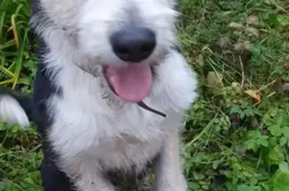 Собака найдена в Салтыковке, Балашиха, Московская область.