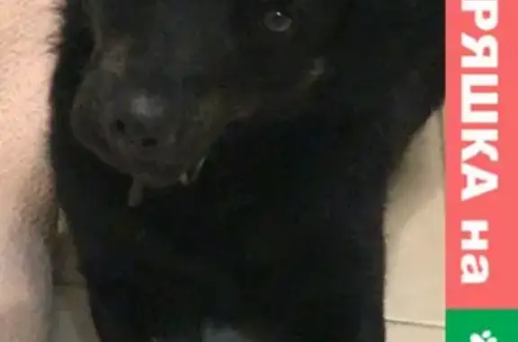 Найдена собака в Стройкерамике, Самарская область
