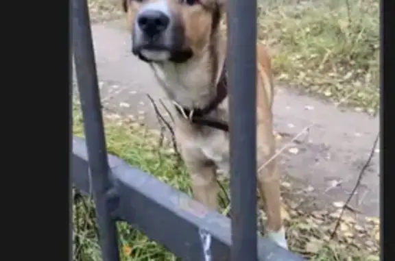 Собака найдена в парке Кузьминки, Москва