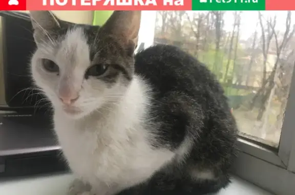 Найдена кошка в Люберцах, рядом с 9 домом