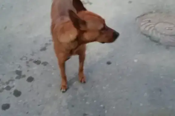 Найдена собака на ул. Московского шоссе 5В