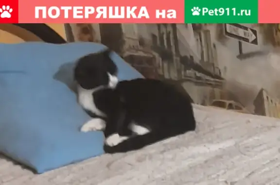 Пропала кошка Муся на ул. Гончаренко, 62, Челябинск