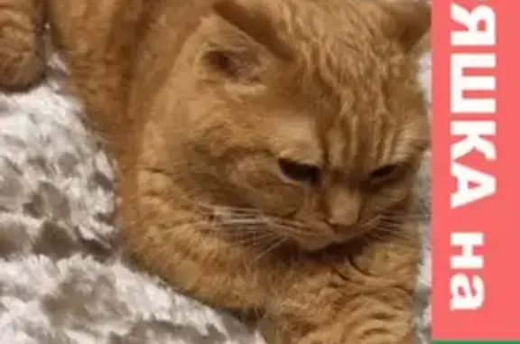 Кошки потеряшки, Тверь, фото: Потеряшка кот в Твери, нуждается в лечении: 8-й Кольцевой проезд, 16