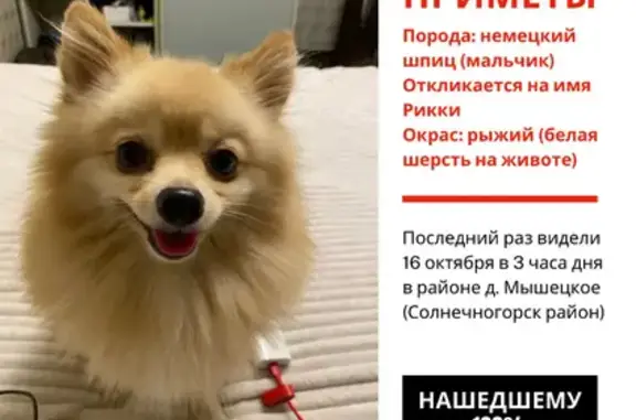 Пропала собака в Мышецком, Солнечногорский район, МО