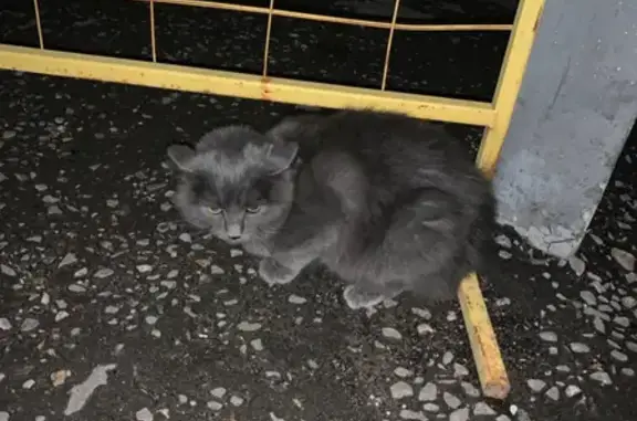 Кошка найдена на улице Полины Осипенко, 4 к2, Москва
