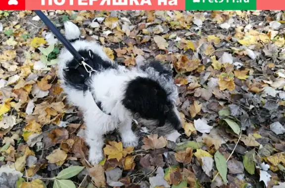 Пропала собака Маршал в СТ Лесные пруды, Ставропольский край