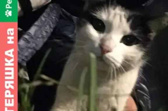 Найденные животные Москва, фото: Найдена кошка на Венёвской улице, Москва