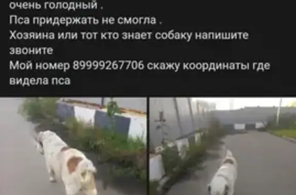 Найдена собака в районе Кожухово, Москва