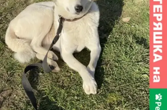 Собаки потеряшки, Санкт-Петербург, фото: Потеряшка собака на Гжатской улице 22 к2 в Санкт-Петербурге.