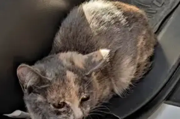 Найдена кошка на Туркестанской улице в Оренбурге