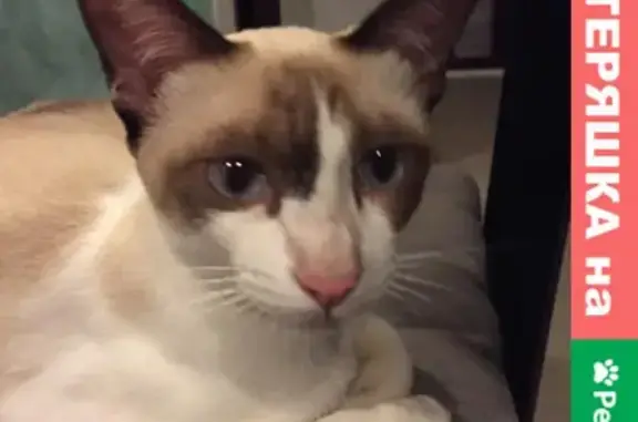 Кошки потеряшки, Казань, фото: Потеряшка кошка на Plodorodnaya, 24