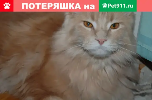 Найдена молодая рыжая кошка в районе Сокольники, ищем хозяина