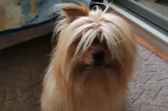 Собаки потеряшки, Санкт-Петербург, фото: Потеряшка собака Персик в Калининском районе, СПб