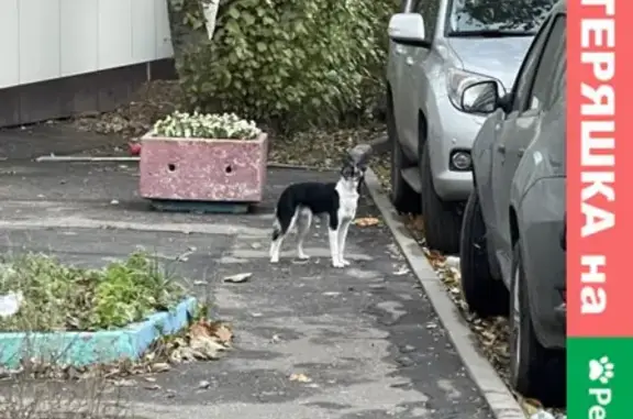 Найдена собака на Черёмушкинской, 11 к3, Москва