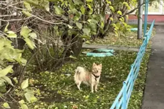 Найдена пугливая собака у метро Борисово: ул. Борисовские Пруды, 10 к6