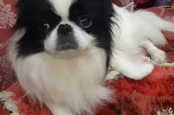 Собаки потеряшки, Калининград, фото: Потеряшка собака в Родниках, возле завода 