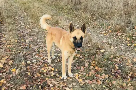 Найдена собака в Нижегородской области!