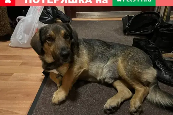 Найденные животные Москва, фото: Найдена собака на Ореховом проезде, Москва