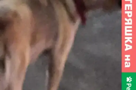 Найдена собака на Московском вокзале