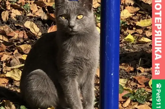 Найдена ласковая кошка в Краснодаре.