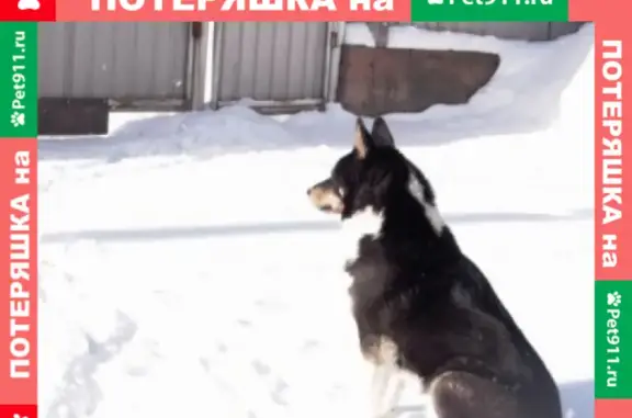 Пропала собака восточно сибирская лайка в Красной Горке