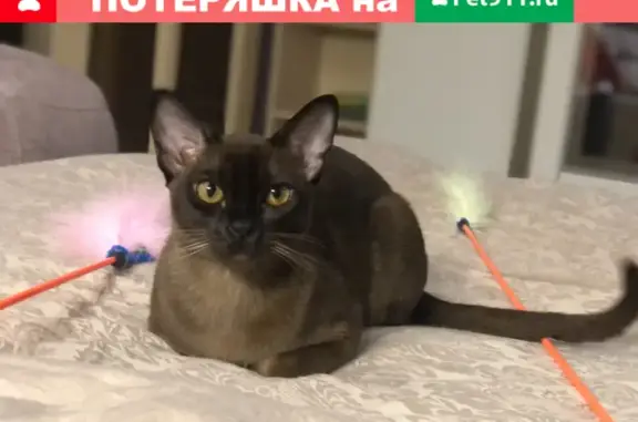 Пропала бурманская кошка на Зоологической, Москва