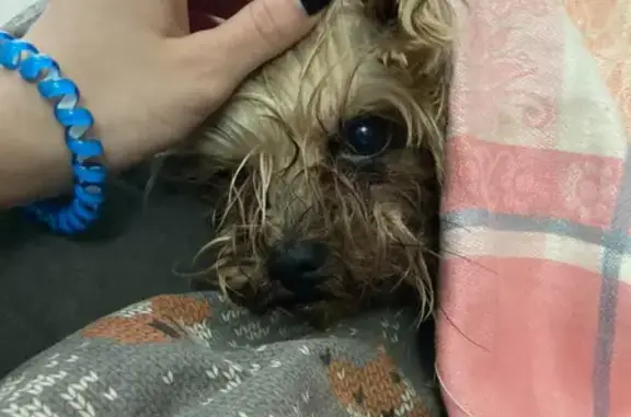 Найдена собака, Калининград, фото: Найден йоркширский терьер в Ласкино, ул. Солнечная, 6