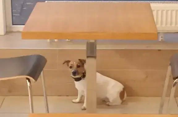 Найденные животные Москва, фото: Собака найдена на ул. Октябрьская, Москва