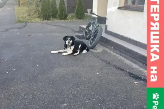 Найден черно-белый пёс на ул. Ленина
