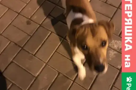 Собака Джек Рассел найдена на пр. Мира, Красноярск.