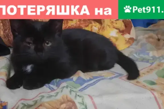 Найдена кошка на Гордеевской, черная с белым пятном