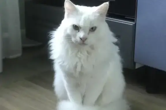 Кошки потеряшки, Санкт-Петербург, фото: Потеряшка кошка в СПб, Курортный район, 26-я дорожка, кличка Сёма