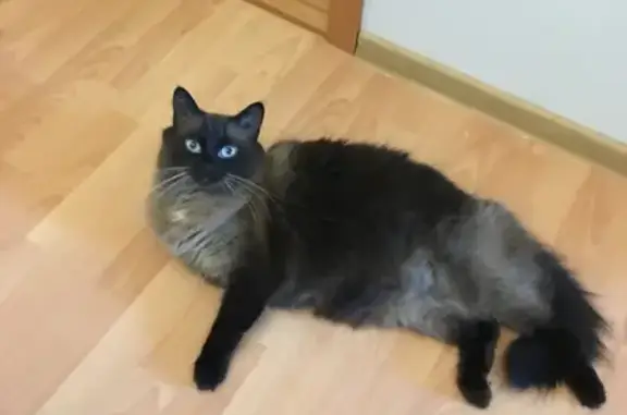 Кошки потеряшки, Санкт-Петербург, фото: Потеряшка кошка Веня на пр. Энгельса, СПб