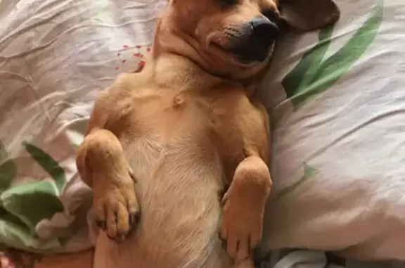 Собаки потеряшки, Краснодар, фото: Потеряшка собака Лаки на ул. Котлярова, 13, Краснодар