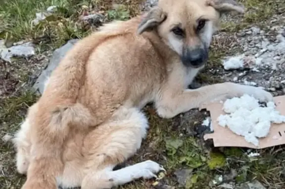 Пропала собака в Зеленограде, деревня Жилино