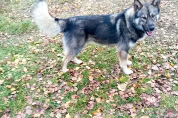 Найдена собака на даче в Московской области