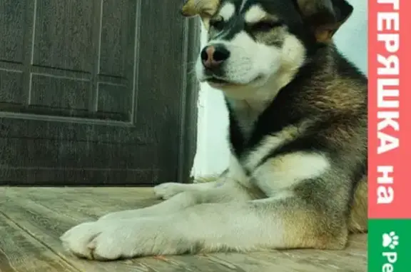 Найдена собака на улице Седова, Новосибирск
