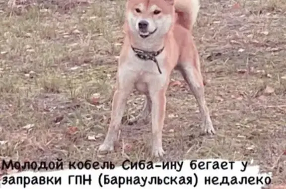 Найдена собака на Первомайской, Тюмень