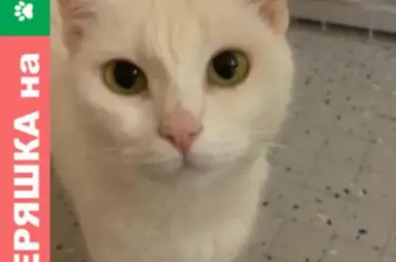 Кошки потеряшки, Москва, фото: Потеряшка кошка Муся на ул. Заморенова, 14-16, Москва