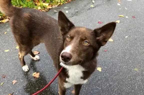 Собаки потеряшки, Санкт-Петербург, фото: Потеряшка собака в Приморском районе, адрес: Комендантский проспект, 51 к1.